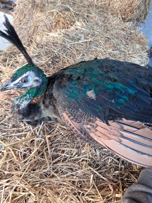 Pavões muticus Imperator