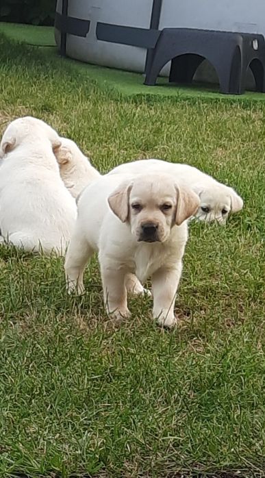 Labrador retriever biszkoptowy szczeniak  GOTOWY DO ODBIORU