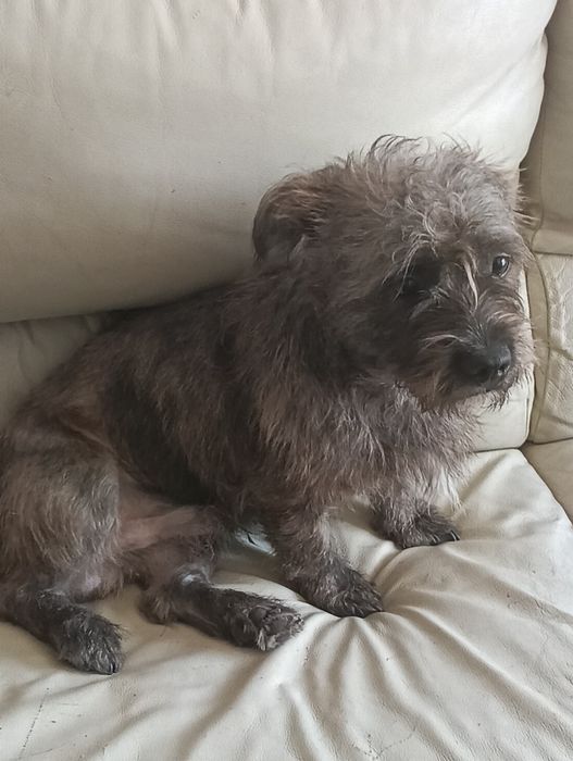 Dou cachorro ainda não tem dois anos