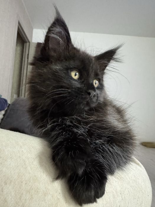 Кошенята мейн кун