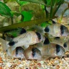 KIRYS Panda - Corydoras Panda ładne duże