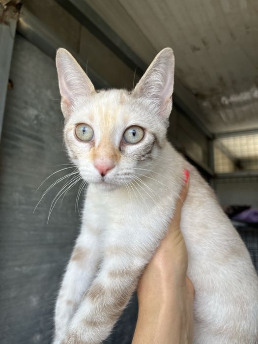 Shiva- linda gatinha muito meiga!