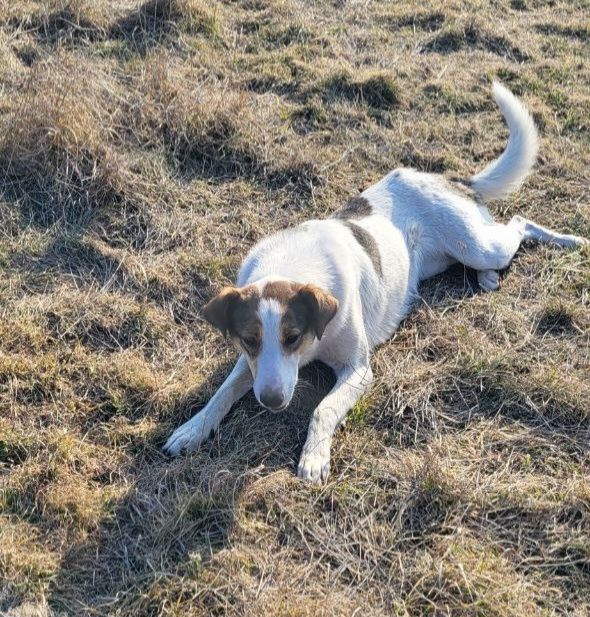 Отдам даром в добрые руки собаку