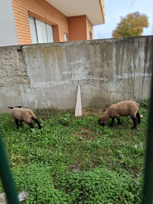 Borrego Sulfolk Cruzado