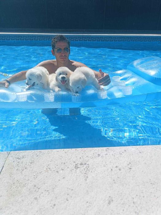 Excelente Fêmea Golden Retriever com LOP