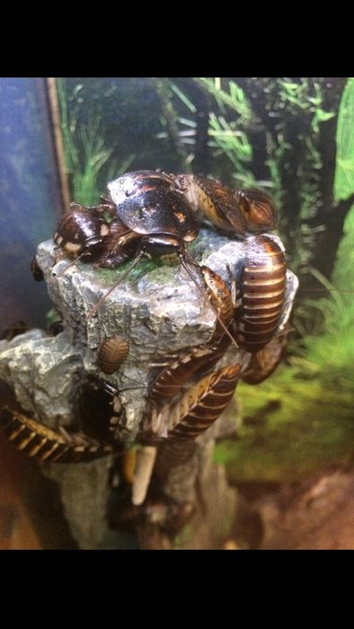 Мадагаскарский таракан