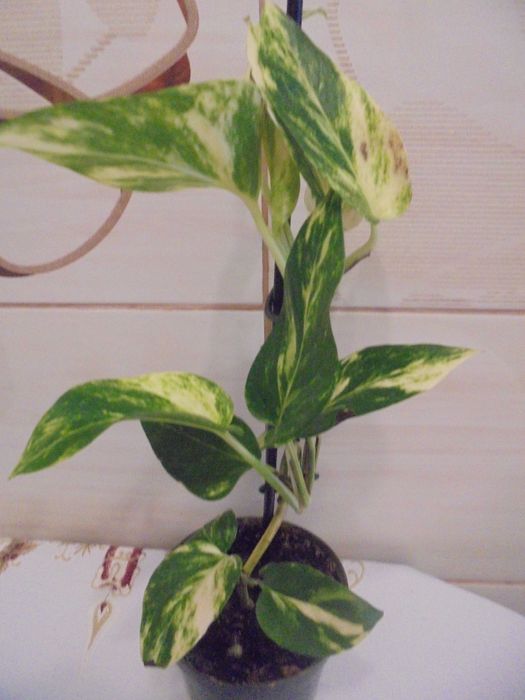 Epipremnum Aureum Scindapsus
