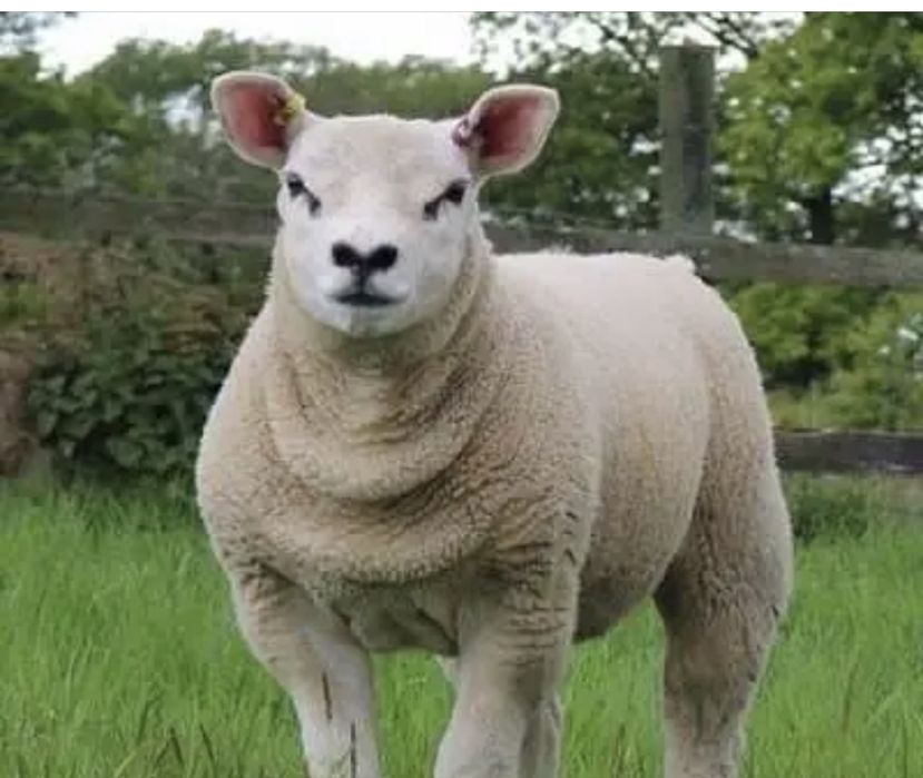 Borrego texel  femea  procuro