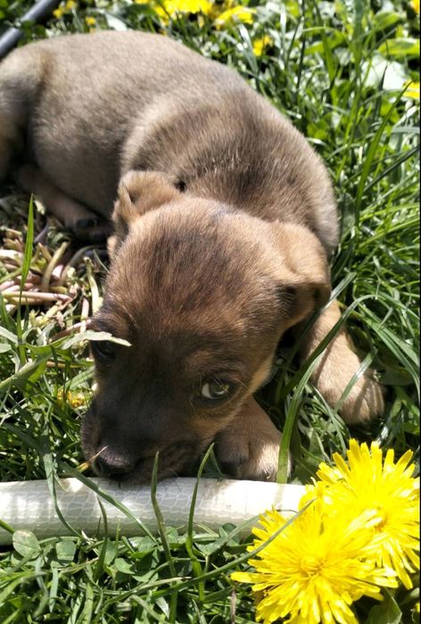 Цуценя та, 2 місяці