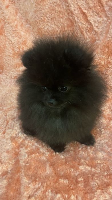 Померанський шпіц міні