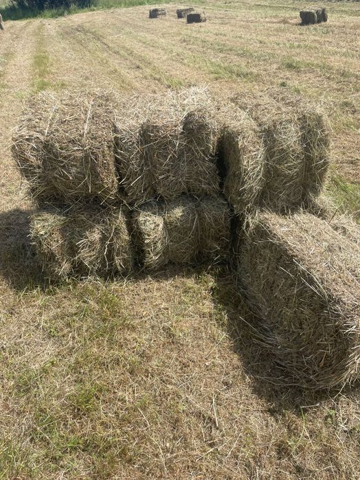 Kostki siana sprasowane świeże