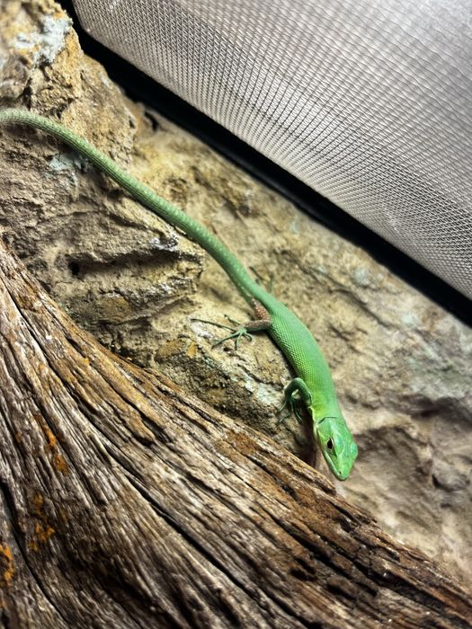 Jaszczurka Gastropholis praisna młody samczyk