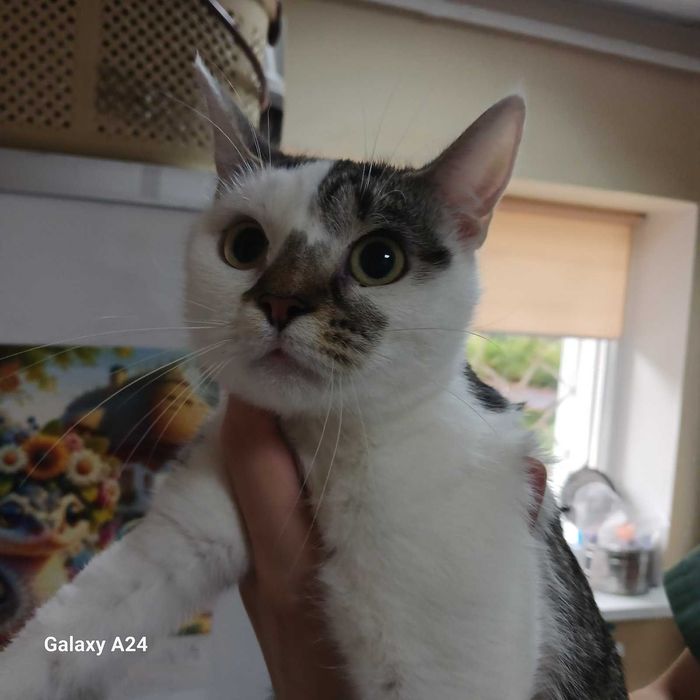 Кицюня в добрі руки