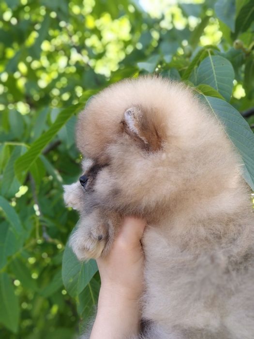 Хлопчик шпіц мішка