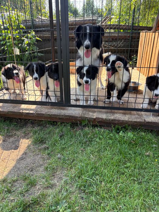 Border collie piesek gotowy do odbioru