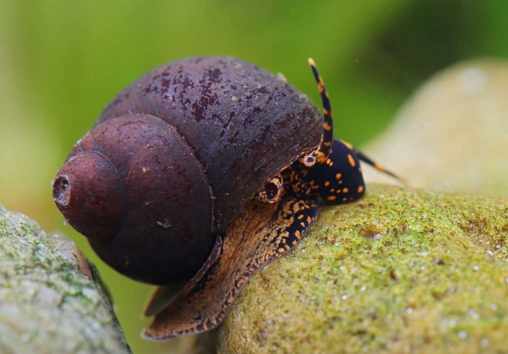 Ślimak Notopalma sp blueberry - do akwarium | Hodowla Łajski