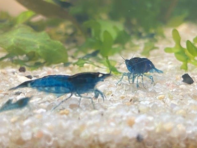 Krewetki  Neocaridina Blue Velvet - Moja Hodowla