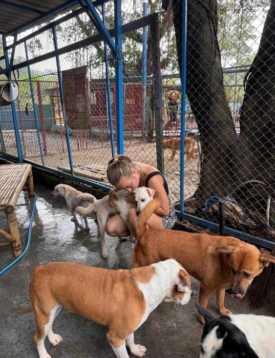 Dog/Cat Sitting / Dog Walking