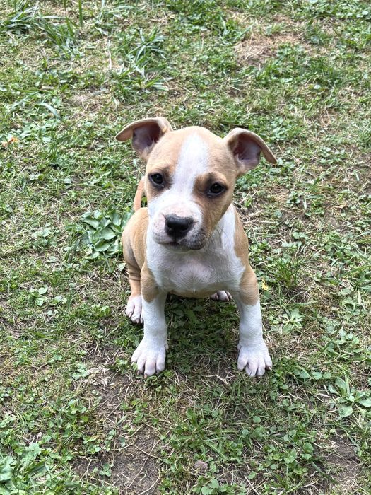 Szczeniak amstaff suczka
