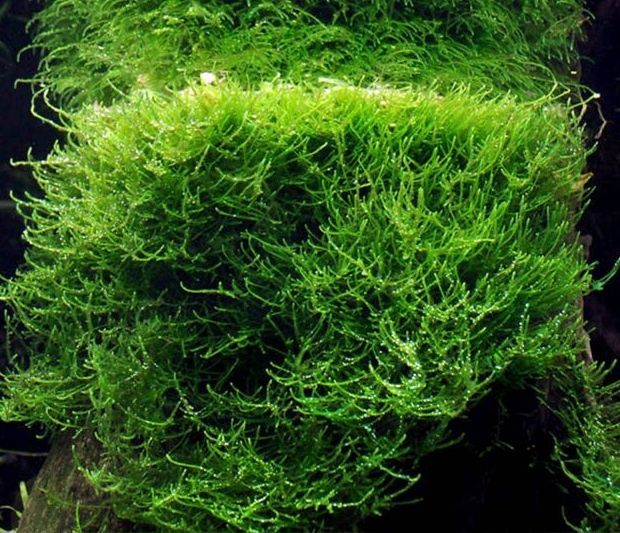 Mech  Java moss do akwarium