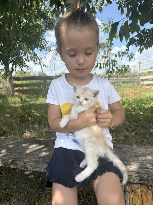Котенятко шукає люблячу сімʼю