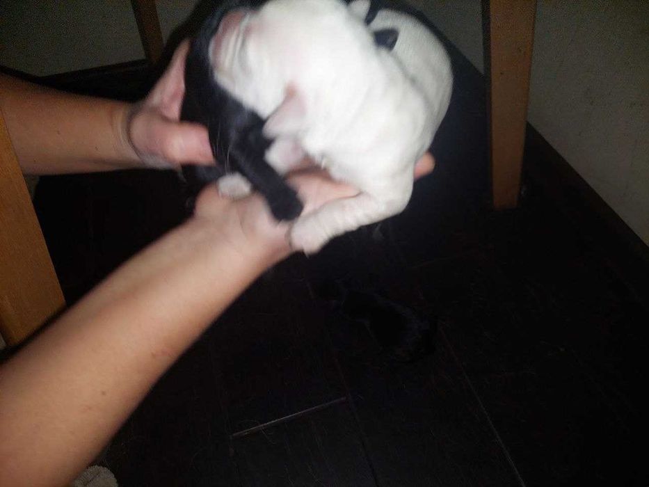 Лабрадор щенки чёрные и палевые