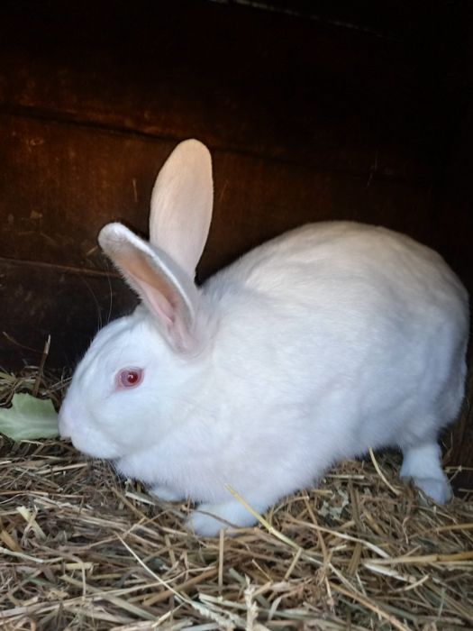 Паровані кролиці