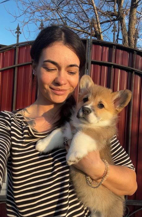 Коргі пемброк 2,5 міс