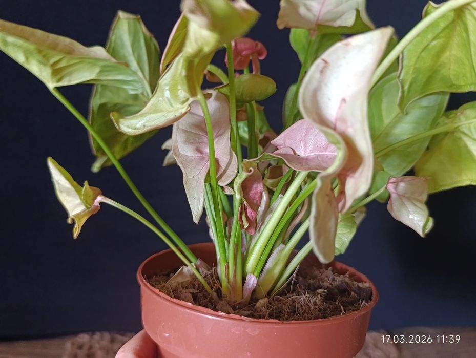 сингоніум.  Pink