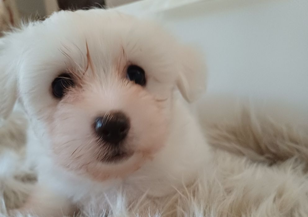 Piesek Rasy Coton de Tulear ZKwP/FCI