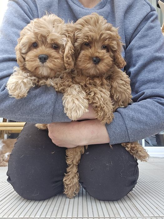 Cavapoo/ dziewczynka