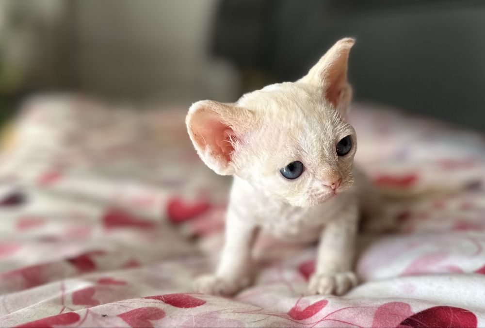 Niebieskooka kremowa kotka  devon rex