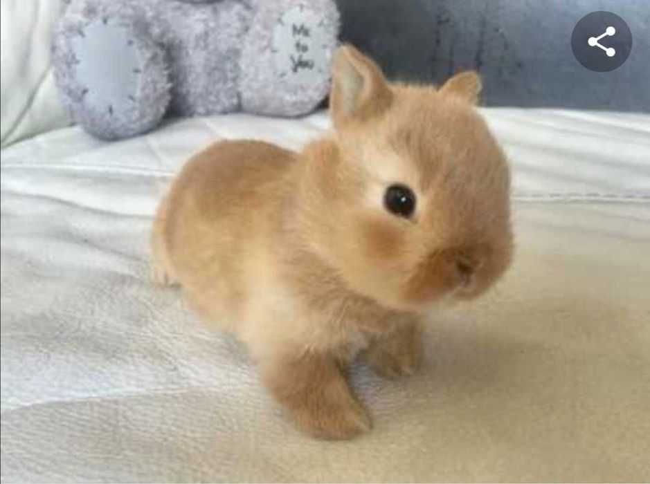 Mini coelhos bebés+Gaiolas novas +alimentação adequada