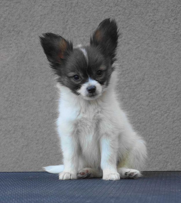 папийон щенки питомника