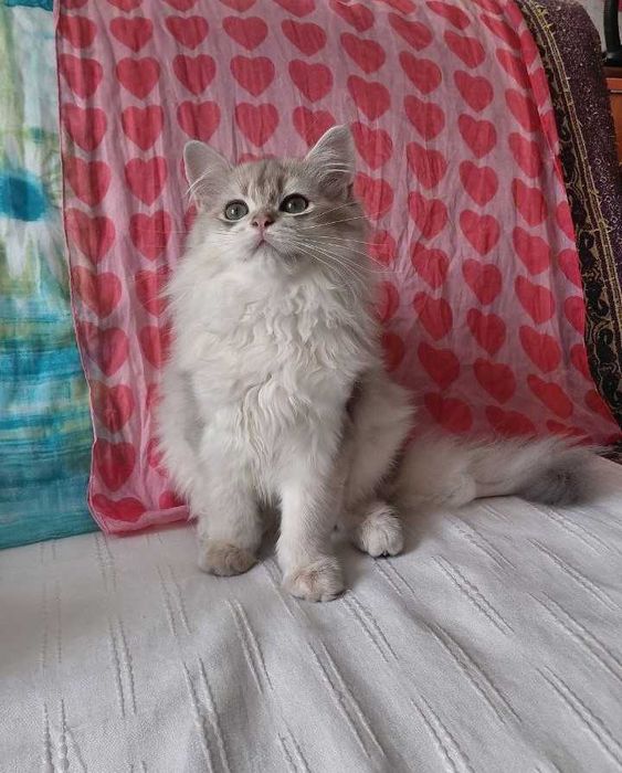 Шотландский длинношерстный котик в окрасе голубое золото ау11