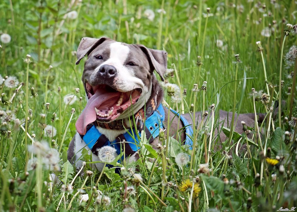 Burbon - amstaff szuka odpowiedniego domu