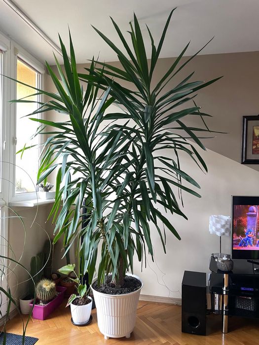 Duża juka (jukka, yucca),