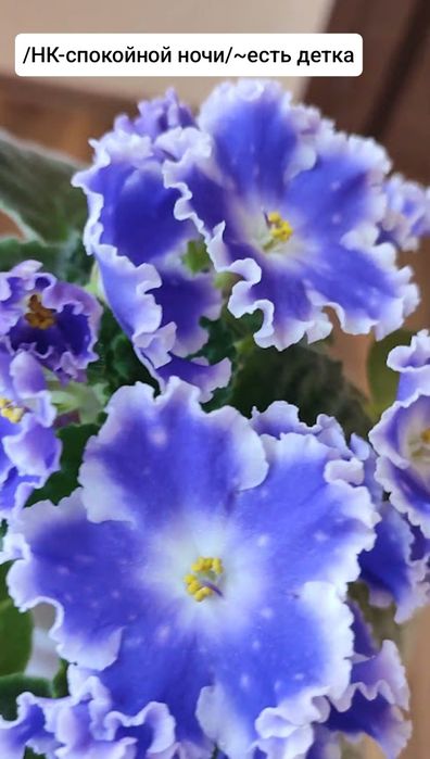 Фиалки сортовые детки