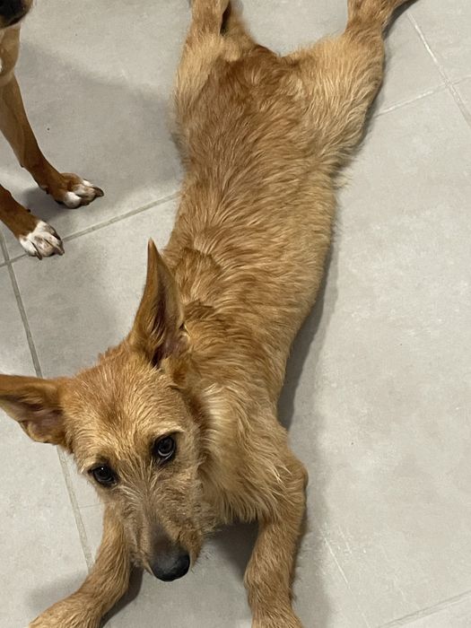 Adocao  responsavel com urgencia