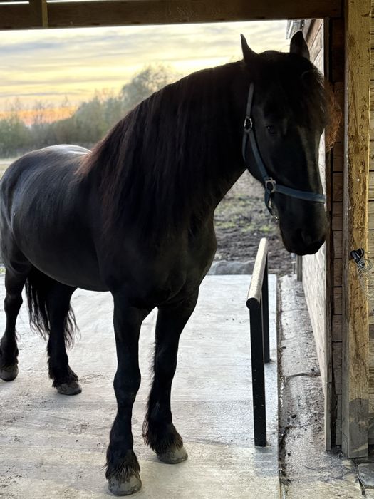 Zamiana tinker lub sprzedaż wałach fryzyjski .