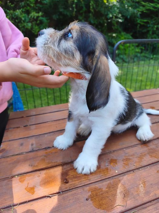 Petit Basset griffon Vendeen FCI