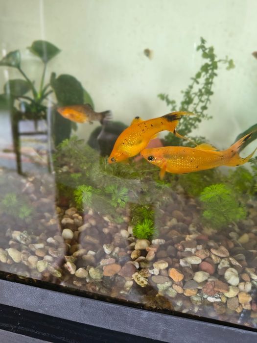 Mollys laranja e pretas