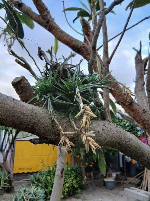 Planta Cravos "aéreos" (Bromélia)