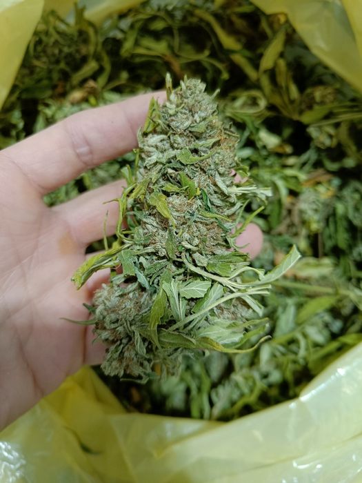 1 kg Topy CBG CBD ściągnięte z łodyg brak nasion