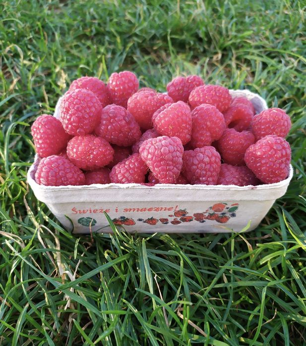 Świeże maliny ze wsi 25 zł/kg - duże ilości