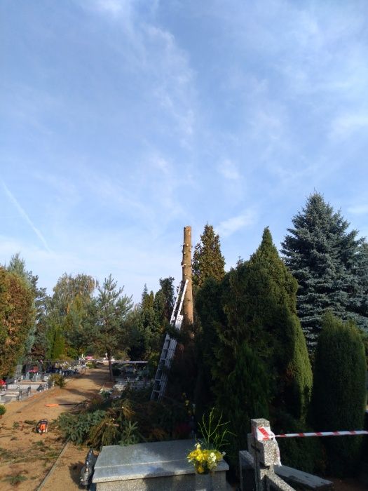 wycinka skracanie drzew ogrody rębak spalinowy frezowanie korzeni