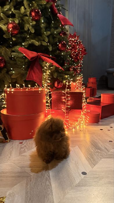 Mini Мальтипу с чипом