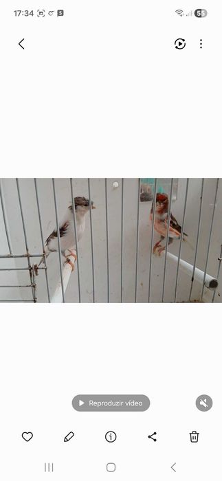 Varios canários e alguns exoticos