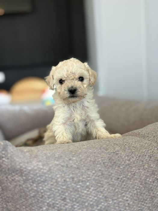 Pudel miniaturowy suczka