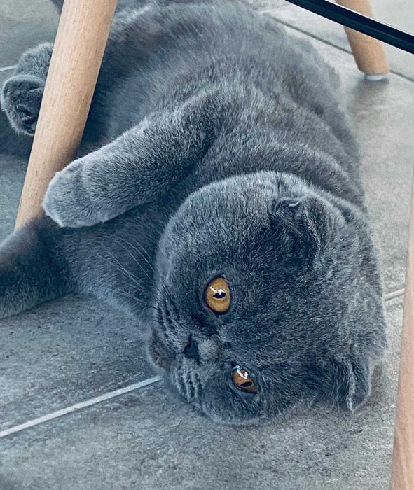 scottish fold/straight a sair